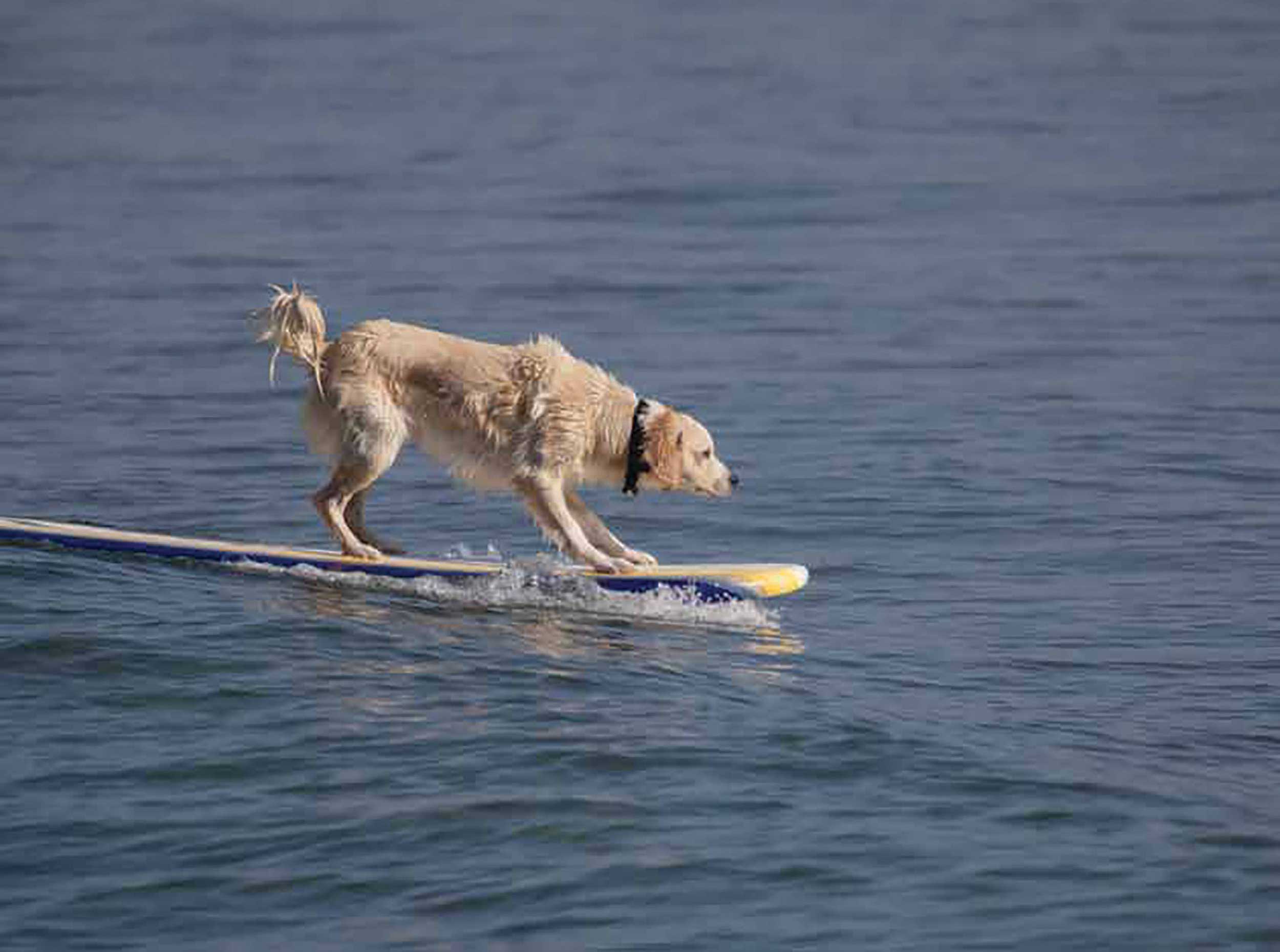 Golden retriever hanging ten on a longboard